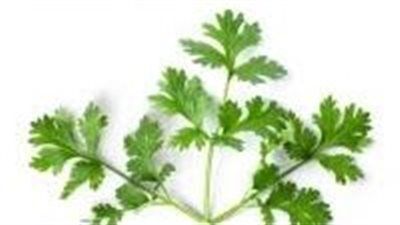 اوراق الكزبرة الخضراء.. 5 أسباب تجعلها كنزًا صحيًا يوميًا - الخليج الان