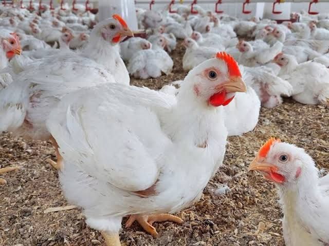 «اشتري وحزنى يا ست الكل».. أسعار الفراخ البيضاء اليوم الجمعة 25 يوليو 2025 في الأسواق المصرية والمزرعة.. شوفي عاملة كام 