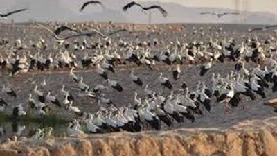 "حتى تعود الطيور…لا للصيد الجائر"|نقابة الصحفيين تعقد ندوة عن البيئة غدًا - الخليج الان