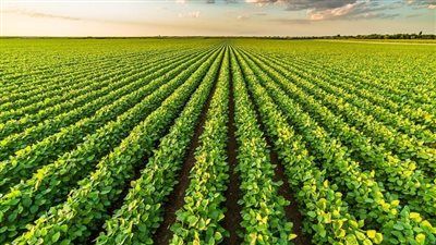 تأثير الموجة الحارة على الزراعة في مصر..المحاصيل المهددة والإجراءات الوقائية - الخليج الان