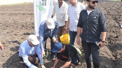 زراعة 1000 شتلة زيتون بكلية الزراعة جامعة بنها - الخليج الان