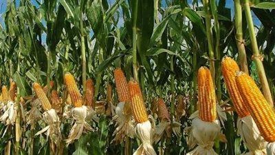 حماية محصول الذرة من تأثيرات موجات الحر: إجراءات وقائية لضمان استدامة الإنتاج - الخليج الان