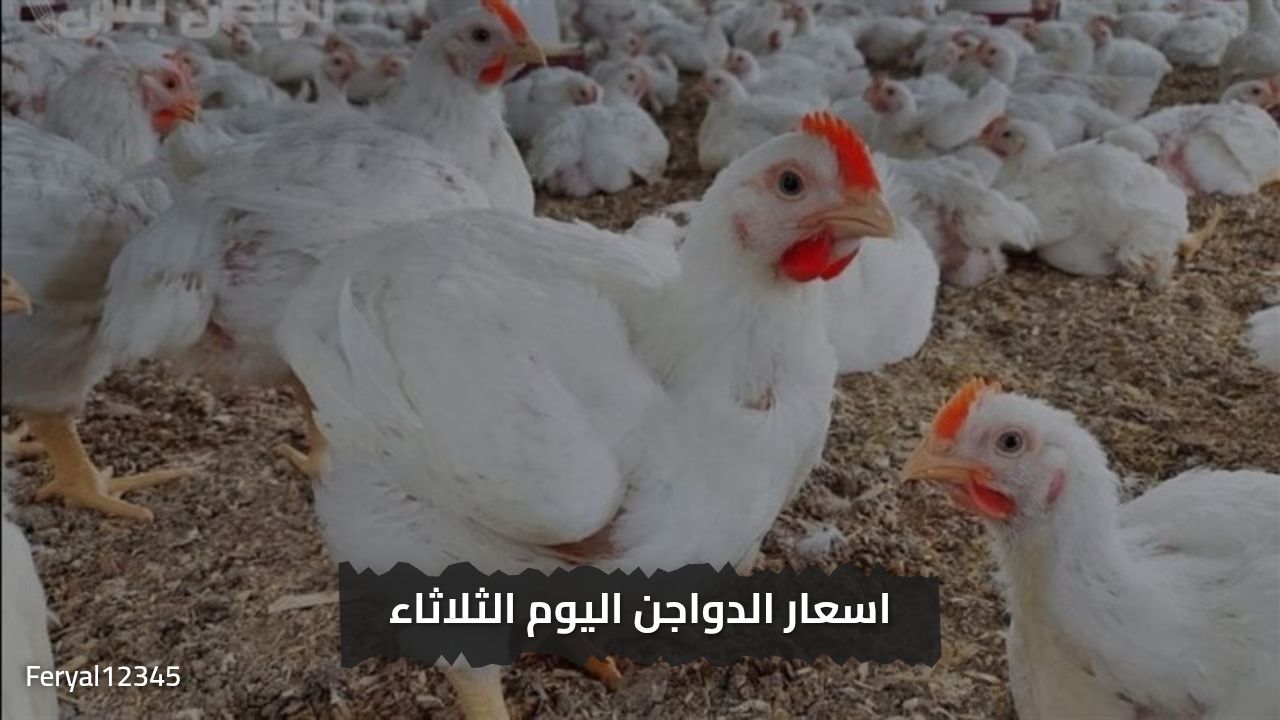 «خزني قبل ما يغلي يا ست الكل ».. اسعار الفراخ البيضاء اليوم الثلاثاء 29 يوليو 2025 في الأسواق المصرية والمزرعة.. شوفي عاملة كام