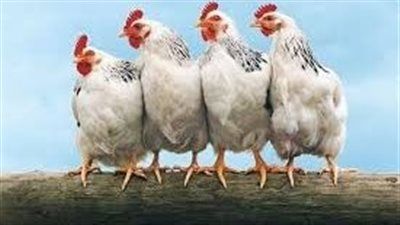 63 جنيه سعر الفراخ البيضاء اليوم الخميس 31 يوليو|تفاصيل - الخليج الان