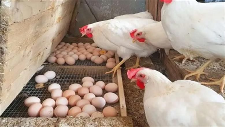 الابيض بكام؟.. سعر الفراخ البيضاء اليوم الجمعة 1 أغسطس 2025 ..”يتراوح بين 5 لـ 5.5 جنيها”