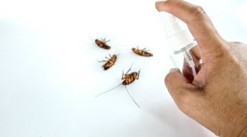 حر الصيف وحشراته … طريقة فعالة للتخلص من الحشرات والآفات المزعجة مش هترجع تاني