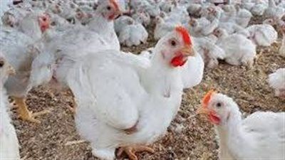 أسعار الدواجن والبيض في الأسواق المحلية اليوم الثلاثاء 5 أغسطس 2025 - الخليج الان