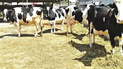 10 قوى تملك ثروة الأبقار في العالم.. ومفاجأة عربية على القائمة - الخليج الان