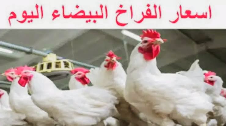 من قلب السوق كيلو البانيه بكام.. سعر الفراخ البيضاء اليوم الخميس 14 أغسطس ولا يفوتك سعر كرتونة البيض والبانيه