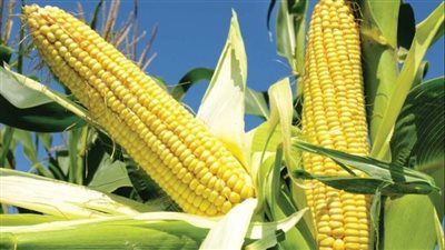 الذرة في مصر: محصول استراتيجي يدعم الأمن الغذائي ويقود صناعة الأعلاف - الخليج الان