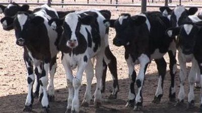 الزراعة تستمر في دعم مشروع البتلو لتنمية الثروة الحيوانية - الخليج الان