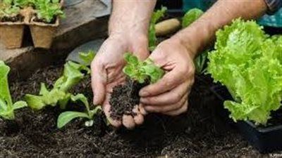 العودة إلى الزراعة المنزلية..هل تصبح الشرفة بديلاً عن السوق؟ - الخليج الان