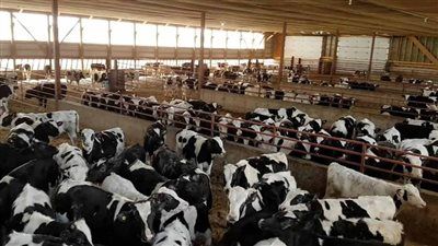 المشروع القومي للبتلو: 10 مليارات جنيه لدعم 45 ألف مستفيد وتعزيز الإنتاج المحلي من اللحوم والألبان - الخليج الان