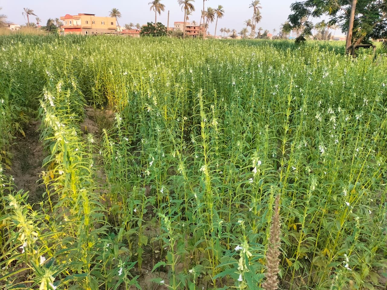 الفدان ينتج 600 كيلو.. وكيل الزراعة بالشرقية: تم زراعة أكثر من 15 ألف فدان سمسم داخل المحافظة - الخليج الان