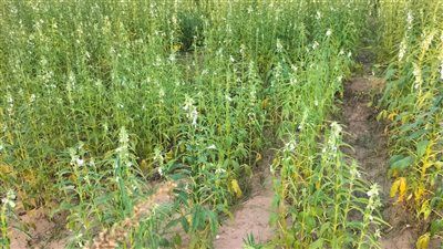 الفدان ينتج 600 كيلو.. وكيل الزراعة بالشرقية: تم زراعة أكثر من 15 ألف فدان سمسم داخل المحافظة - الخليج الان