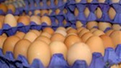 استقرار نسبي في أسعار البيض والدواجن اليوم الجمعة 22 أغسطس 2025  - الخليج الان