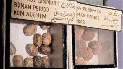 المتحف المصري يكشف أسرار الزراعة في العصر الروماني - الخليج الان