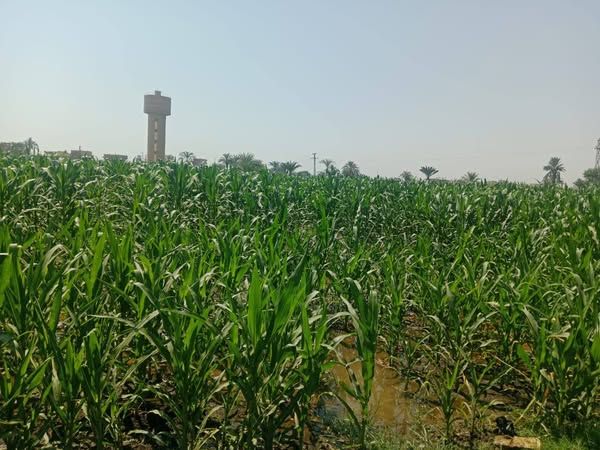 محافظ أسيوط يؤكد: رفع الوعي الزراعي أولوية لتحقيق التنمية المستدامة - الخليج الان