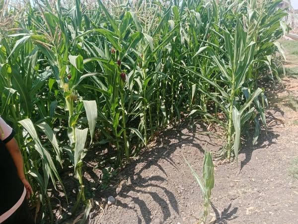 محافظ أسيوط يؤكد: رفع الوعي الزراعي أولوية لتحقيق التنمية المستدامة - الخليج الان