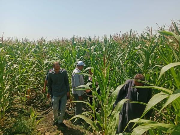 محافظ أسيوط يؤكد: رفع الوعي الزراعي أولوية لتحقيق التنمية المستدامة - الخليج الان