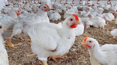الفراخ البيضاء بـ 72 جنيه.. أسعار الدواجن اليوم الأحد 24 أغسطس 2025 - الخليج الان