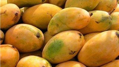 أسعار المانجو تهبط.. والمستهلكون يترقبون استقرار السوق - الخليج الان