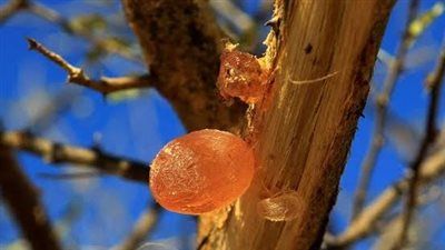 الصمغ العربي وأشجار السنط: كنوز طبيعية مهملة تحمل فوائد صحية - الخليج الان