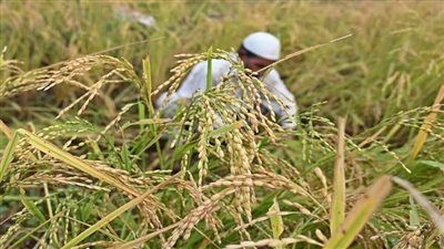 موسم الحصاد يبدأ.. ومصر تتجاوز مليون فدان منزرع بالأرز - الخليج الان
