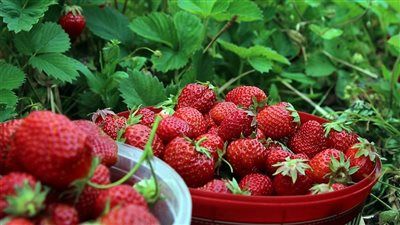 5.5 مليون شتلة.. مصر تتحول إلى مركز إقليمي لتصدير الفراولة - الخليج الان