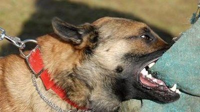 "أفقدها الوعي".. جدة الطفلة حنان تكشف تفاصيل هجوم كلب مسعور على حفيدتها - الخليج الان