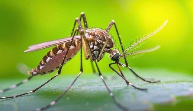 مشروب يجذب البعوض اليك...معلومة هي الأغرب !