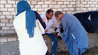 تحصين 80293 رأس ماشية ضد مرضي الحمى القلاعية والوادي المتصدع في الفيوم - الخليج الان