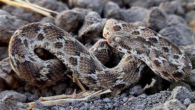 بين السُم والمخالب.. أخطر 10 حيوانات تعيش بيننا في مصر - الخليج الان