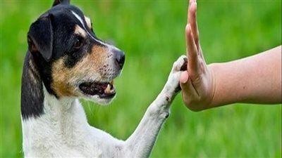 أزهري يحذر من تعذيب الحيوانات: الرفق بالحيوان أمر ديني وقرآني واجب علينا جميعاً - الخليج الان