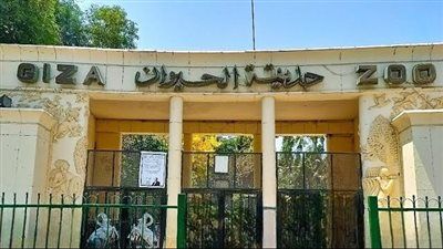 «الأسود تعود إلى عرينها».. حديقة الحيوان بالجيزة تستعد لافتتاح طال انتظاره - الخليج الان