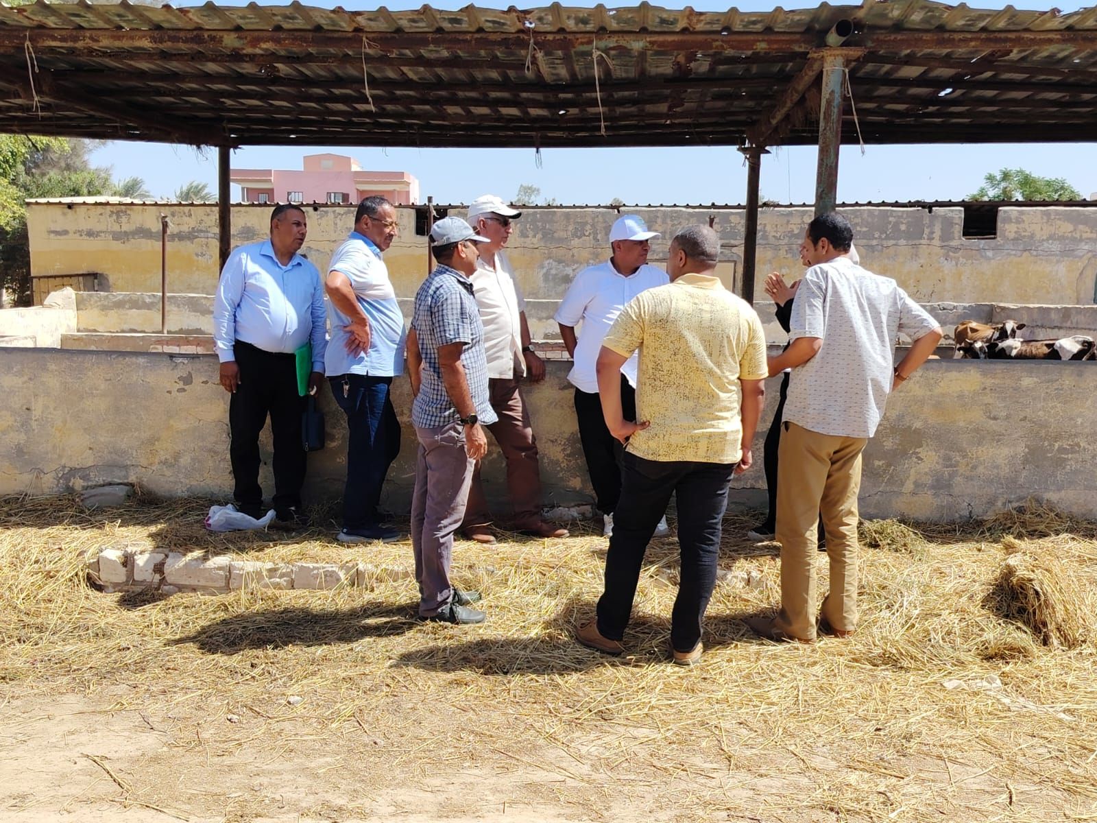 رئيس قطاع استصلاح الأراضي يتفقد جمعيات ومزارع قرى الاستصلاح بالنوبارية - الخليج الان