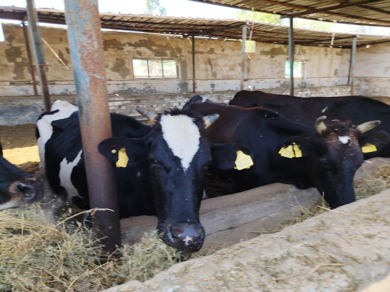 رئيس قطاع استصلاح الأراضي يتفقد جمعيات ومزارع قرى الاستصلاح بالنوبارية - الخليج الان