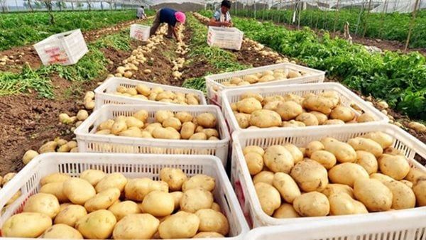 وقف تصدير البطاطس من بعض الشركات إلى دول أوروبية حتى نهاية موسم 2024 25