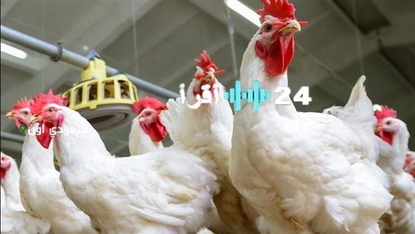 «بعد موجة من التقلبات» أسعار الدواجن تستقر في الأسواق والمستهلكون يترقبون والبلدي يحلق فوق حاجز المئة جنيه