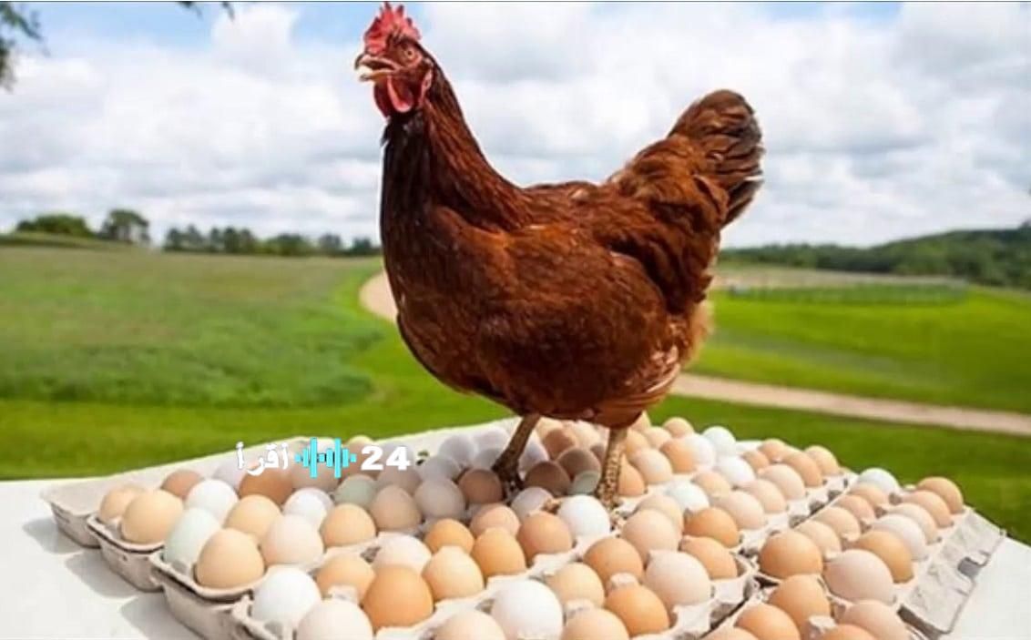«تغيرات طفيفة» سوق مرسى مطروح يشهد تقلبات في أسعار الدواجن والبيض اليوم
