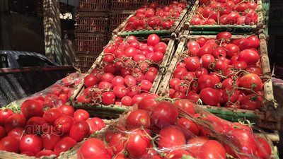 «الزراعة» تنفي صحة الشائعات المتدوالة عن الطماطم بالأسواق - الخليج الان
