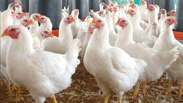 أسعار الفراخ البيضاء اليوم الجمعة 3 أكتوبر 2025 في الأسواق