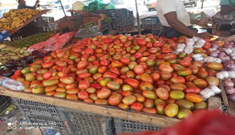 لحج.. ارتفاع اسعار الطماطم في اسواق المحافظة