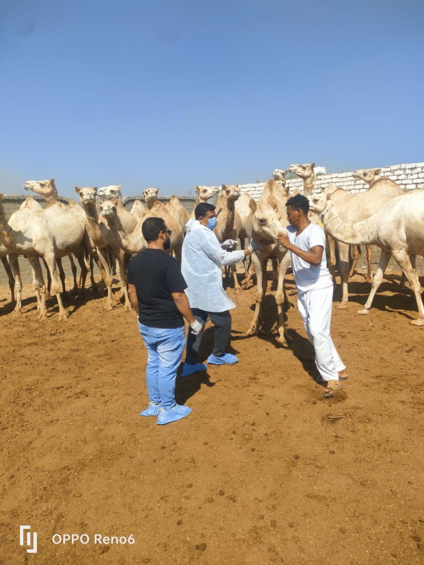 الزراعة تواصل حملات الكشف المبكر عن الأمراض المشتركة بين الإنسان والحيوان خلال سبتمبر - الخليج الان