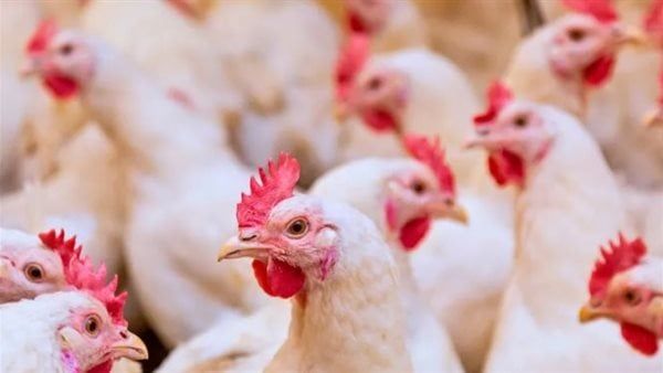 أسعار الدواجن اليوم الأحد 5 أكتوبر 2025 في الأسواق