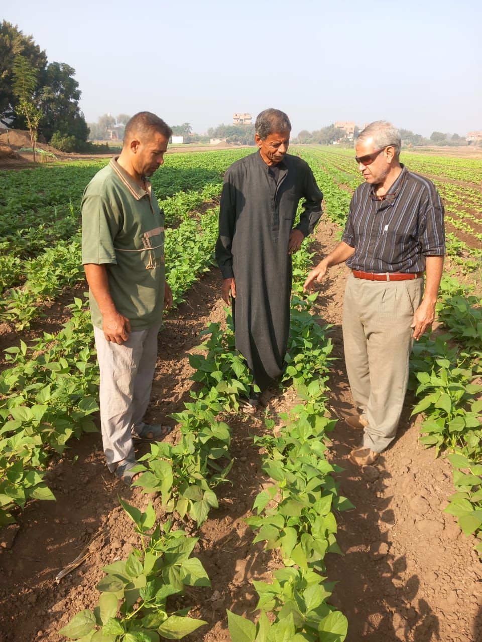 الزراعة.. تنفيذ 468 نشاطا إرشاديا استهدف أكثر من 7000 مزارع خلال أسبوع - الخليج الان