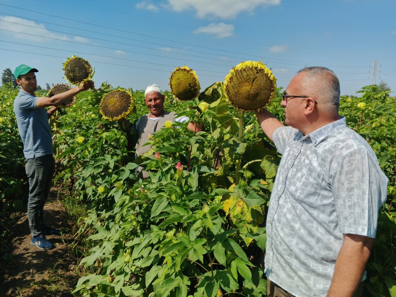 الزراعة.. تنفيذ 468 نشاطا إرشاديا استهدف أكثر من 7000 مزارع خلال أسبوع - الخليج الان