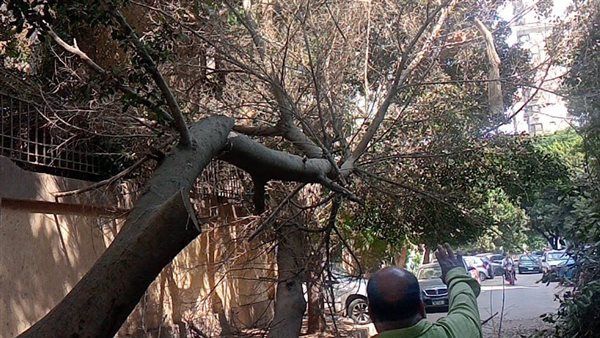محافظة الجيزة تزيل شجرة ضخمة مائلة بالعجوزة قبل سقوطها حفاظًا على سلامة المواطنين والممتلكات