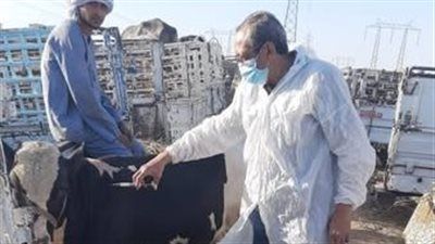 بيطري الأقصر يحصن 21929 رأس من الحيوانات ضد الأمراض الوبائية على مدار سبتمبر - الخليج الان