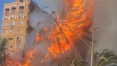 نشب حريق في أشجار نخيل بجوار محطة سكة حديد قنا - الخليج الان